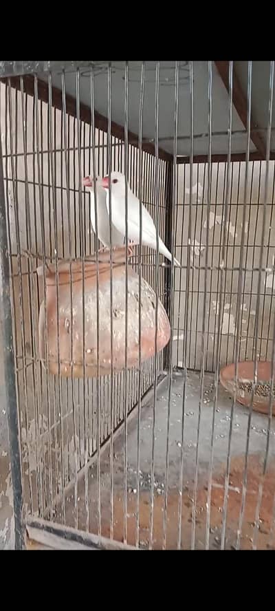 jawa white grey with cage  for sale