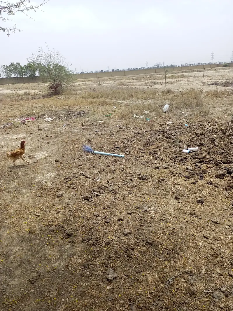 Murghi and murgha — photo 2