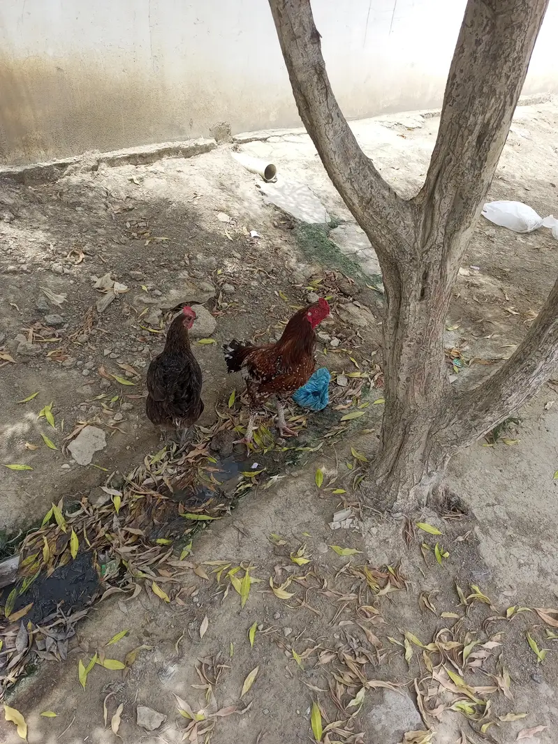 Murghi and murgha — photo 3