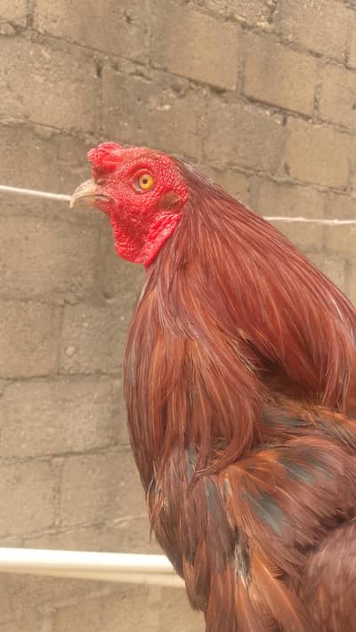 Active male