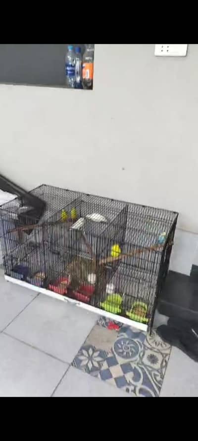 3 pairs of love birds