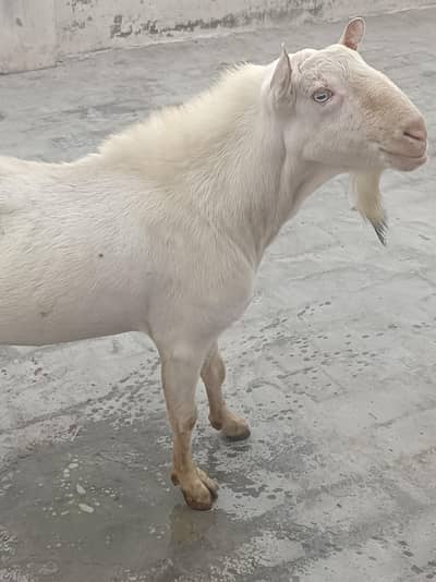 pure Teddy Gulabi breeder bakra white eyes