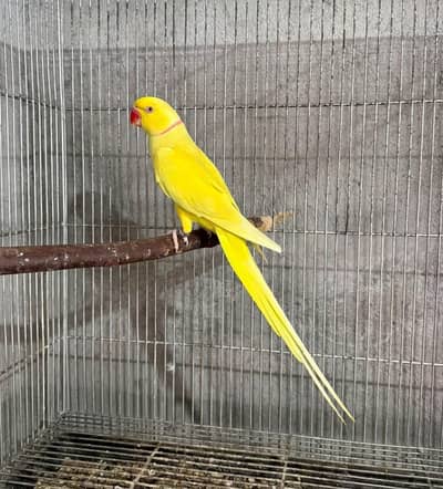 breedar male