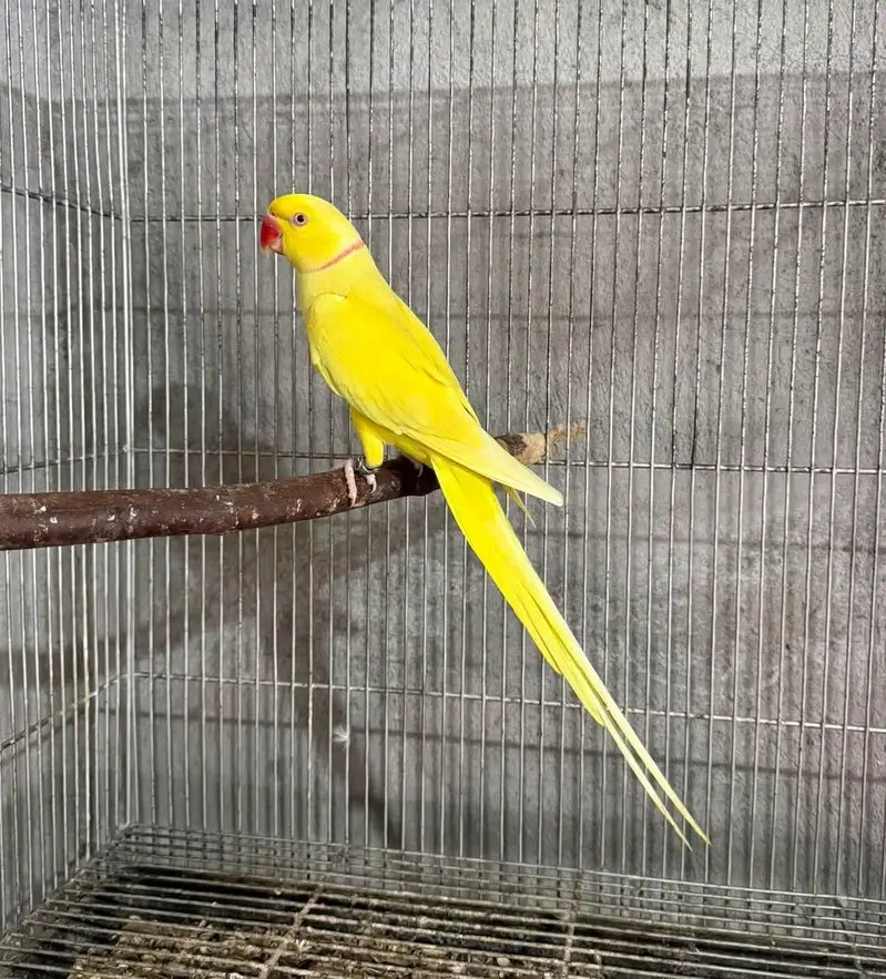 breedar male