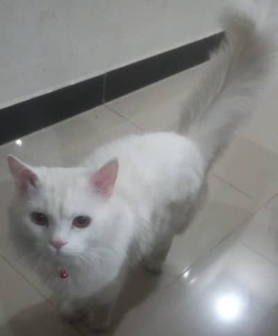 Male cat Turkish Angora