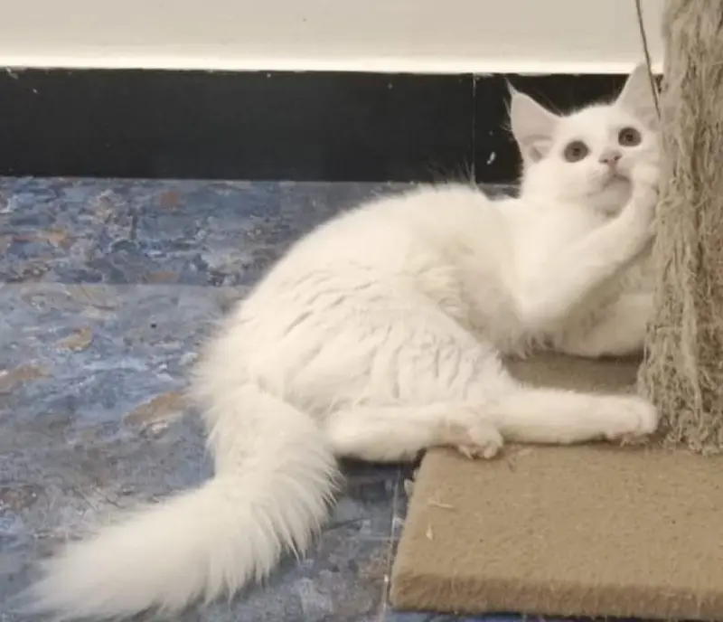 Male cat Turkish Angora — photo 2