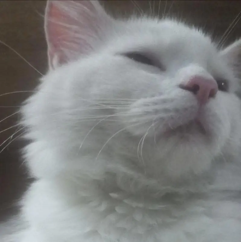 Male cat Turkish Angora — photo 3