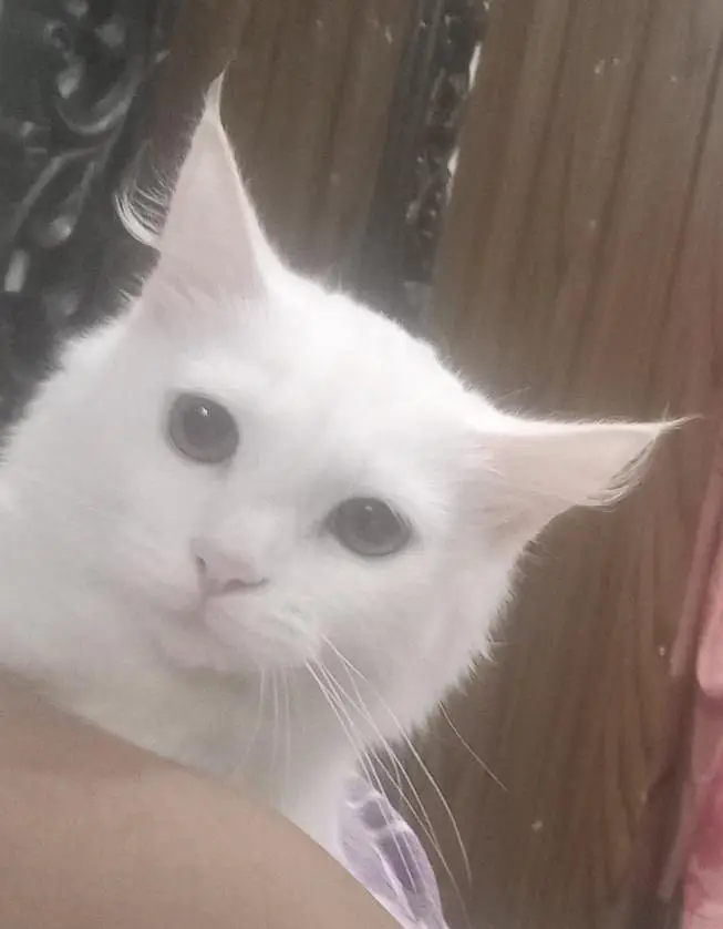 Male cat Turkish Angora — photo 4