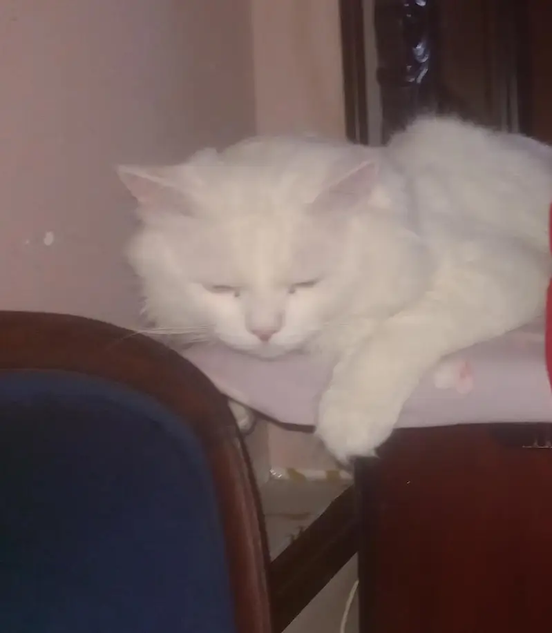 Male cat Turkish Angora — photo 5