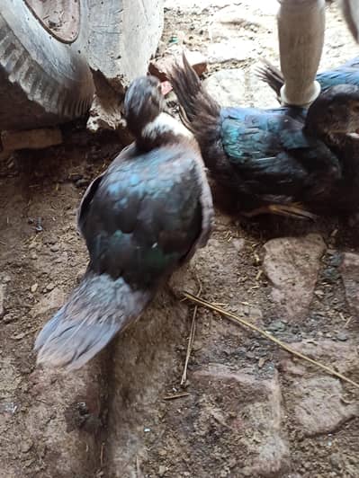 Muscovy ducklings