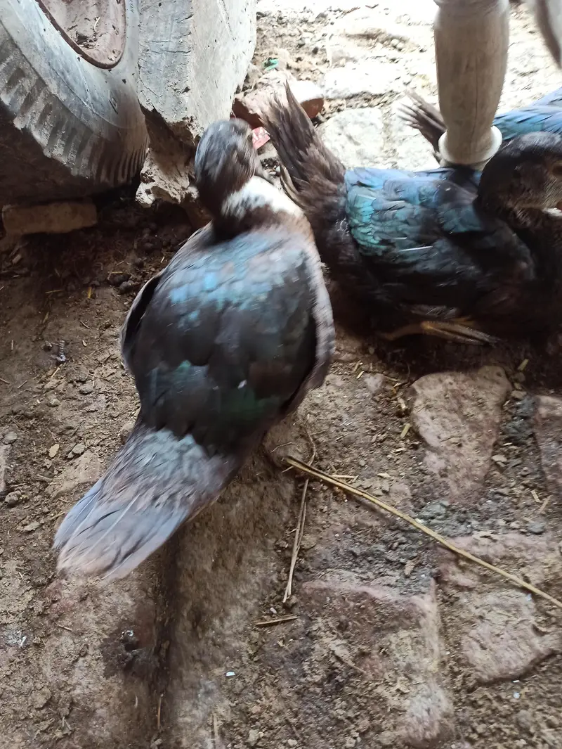 Muscovy ducklings