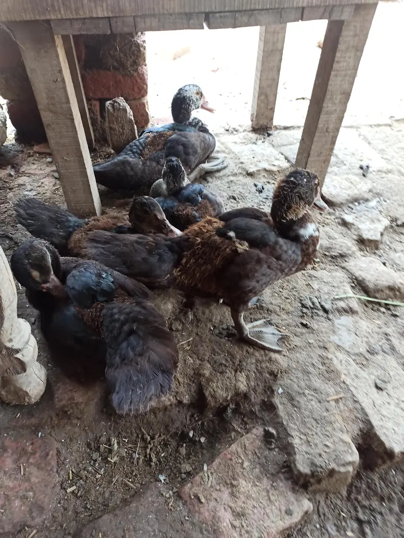 Muscovy ducklings — photo 2