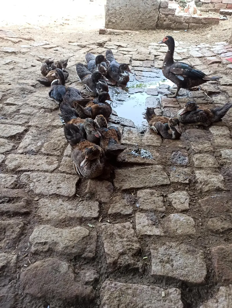 Muscovy ducklings — photo 3
