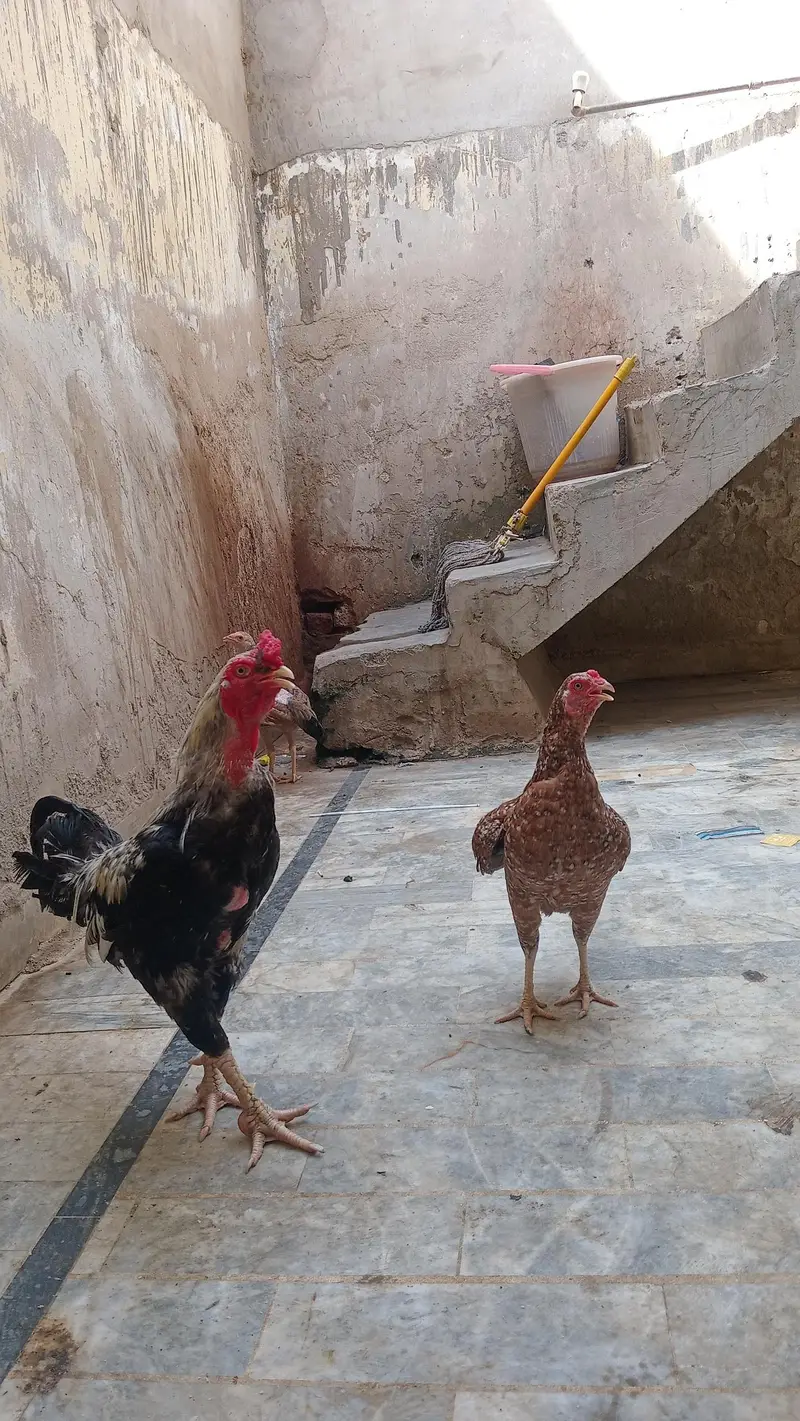 murgi Anda bhi de rahi hai — photo 2
