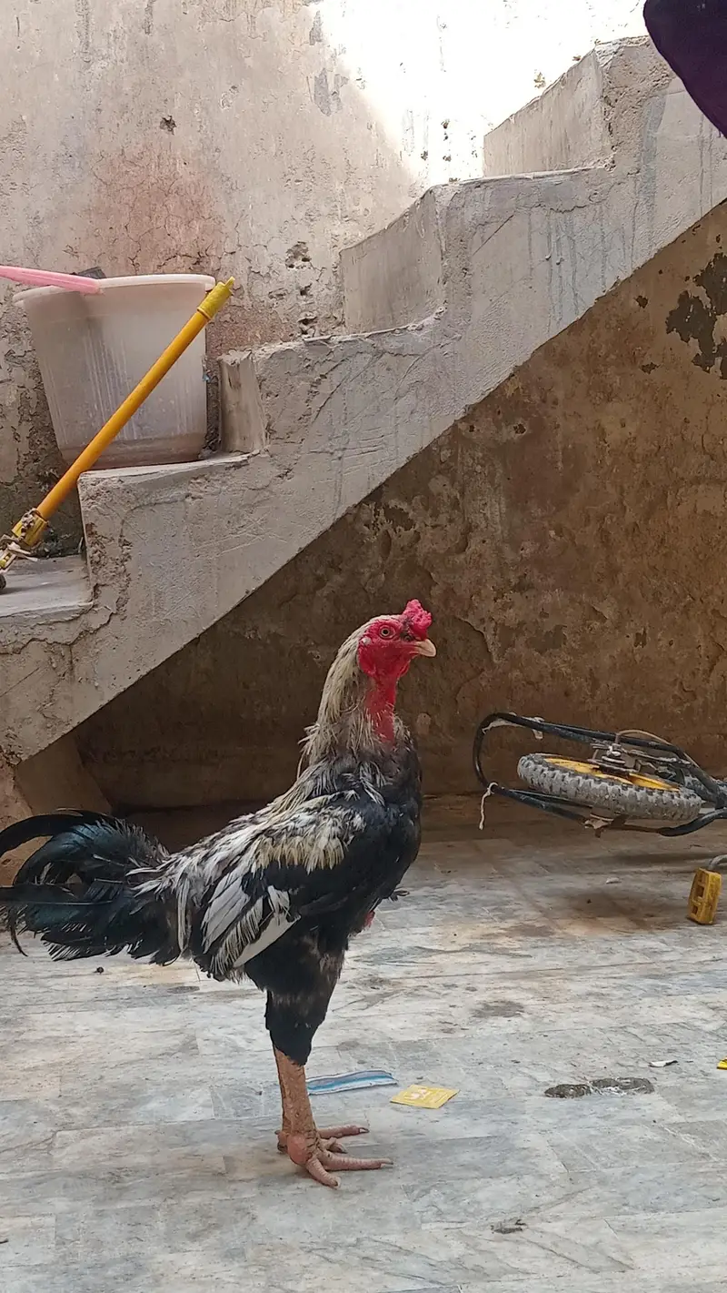 murgi Anda bhi de rahi hai — photo 3