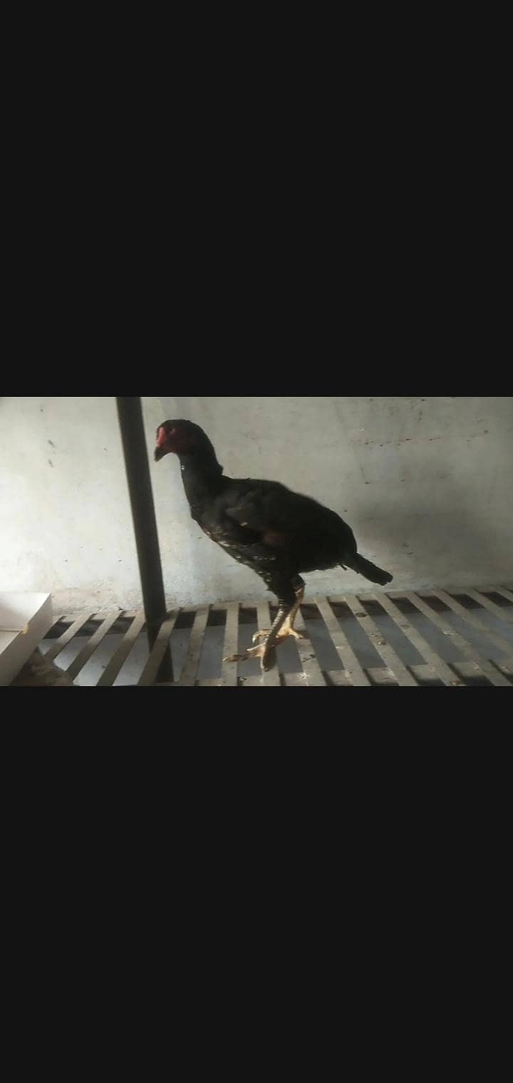 murge 0