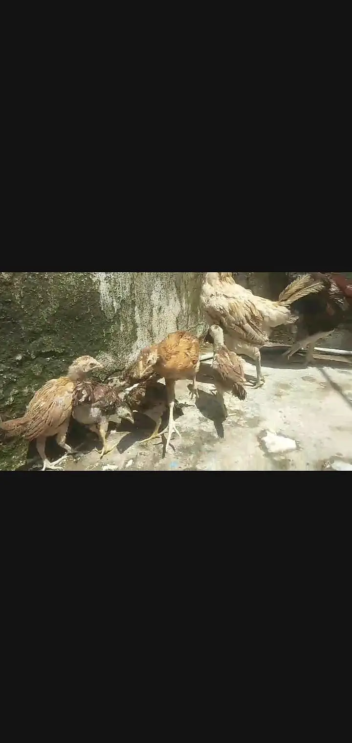 murge — photo 5