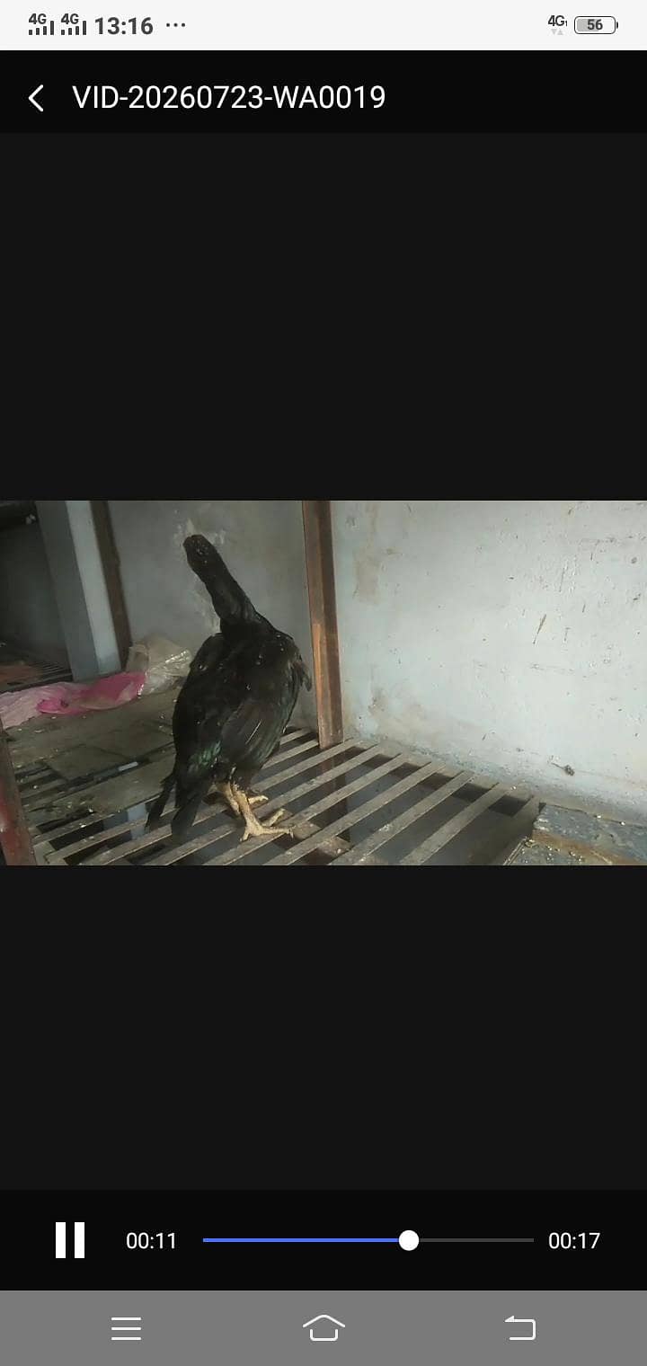 murge 6