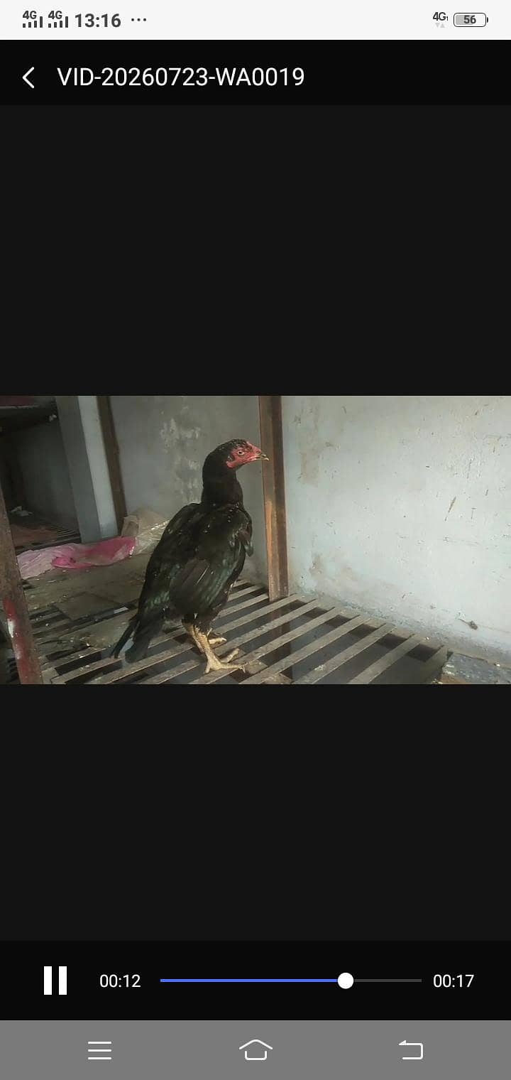 murge 7