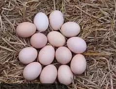 Aseel eggs for sale