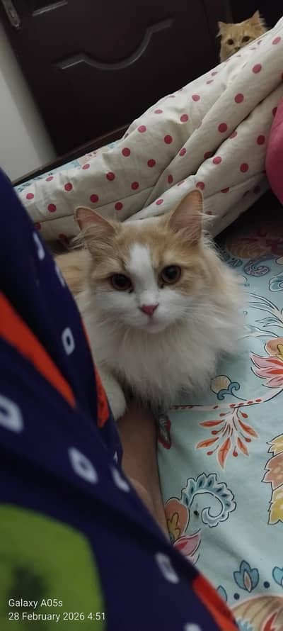 Persian cat male and female for sale