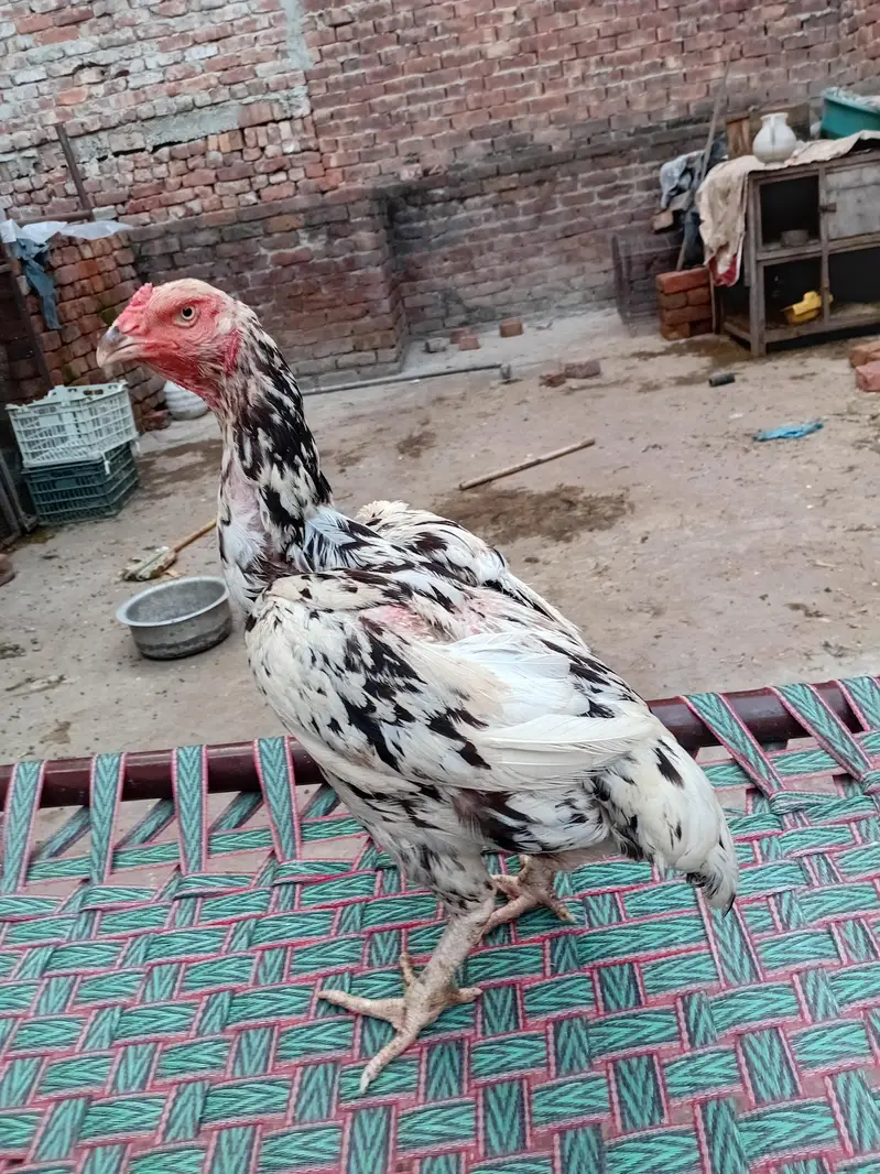 quality cheeni aseel murgi available 03350661457 — photo 2