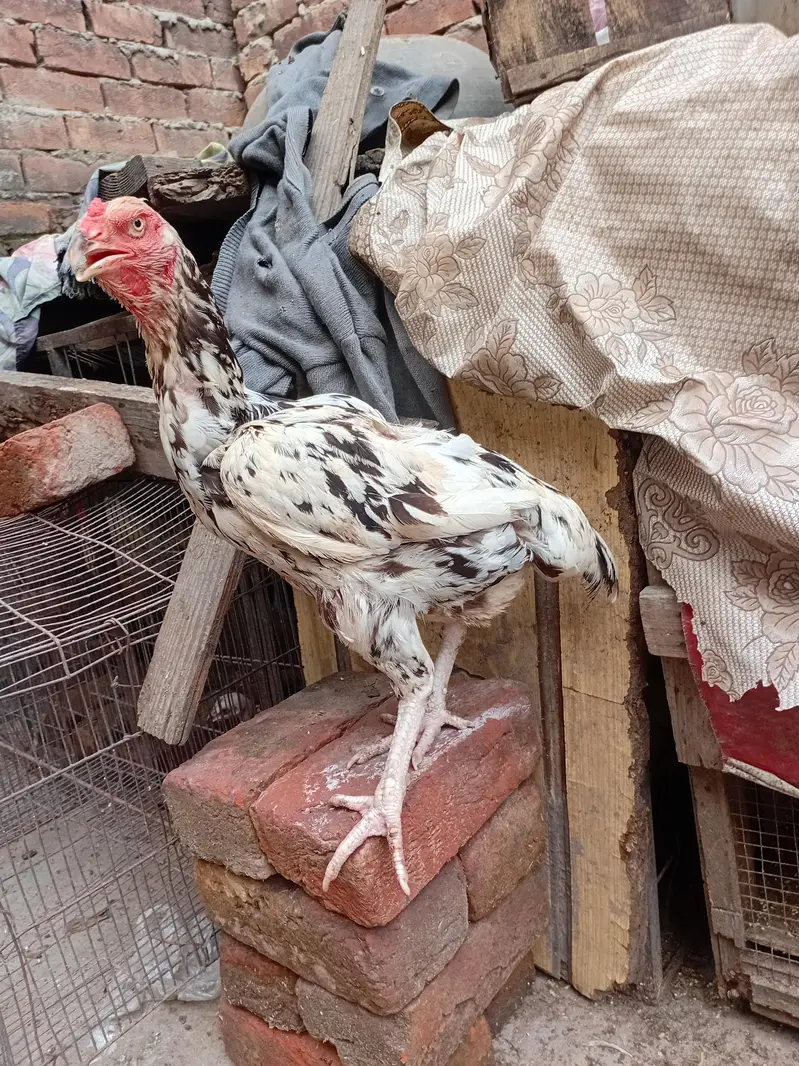 quality cheeni aseel murgi available 03350661457 — photo 3