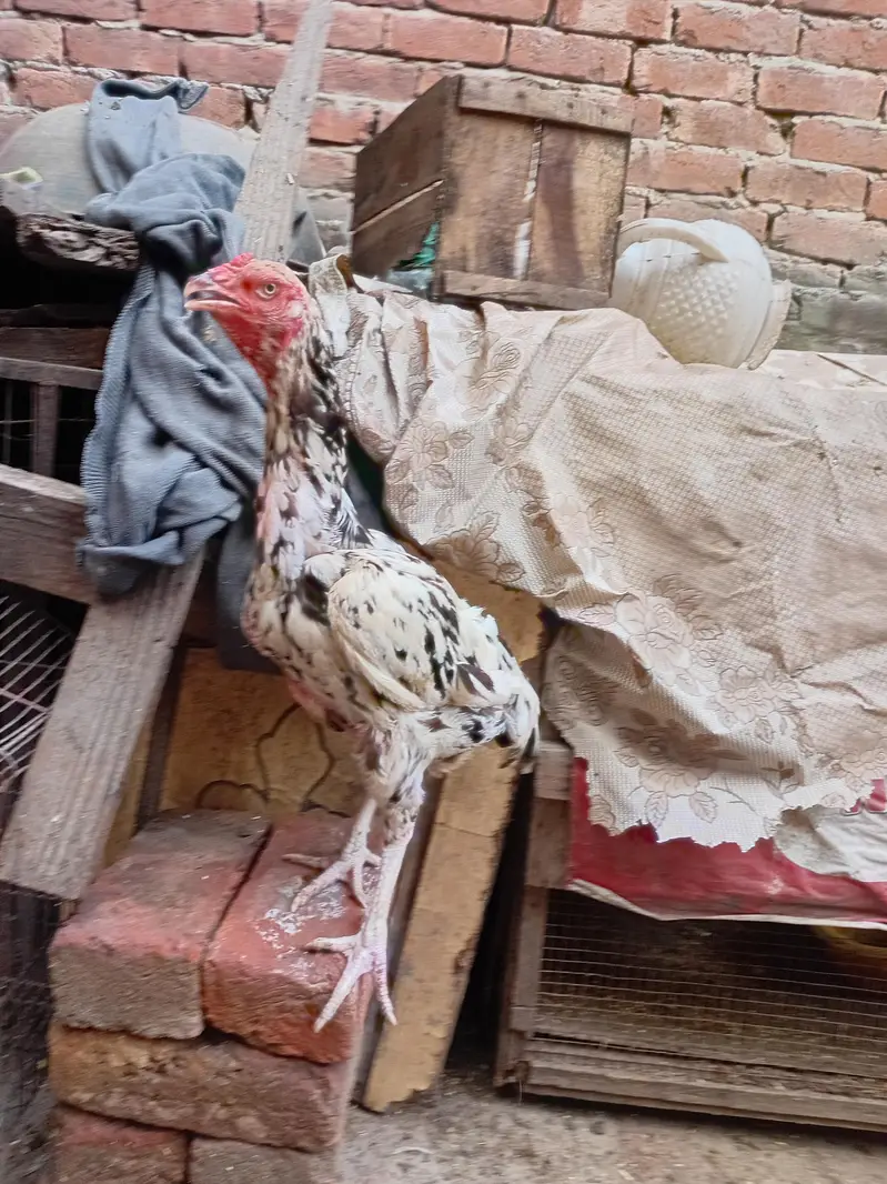 quality cheeni aseel murgi available 03350661457 — photo 5