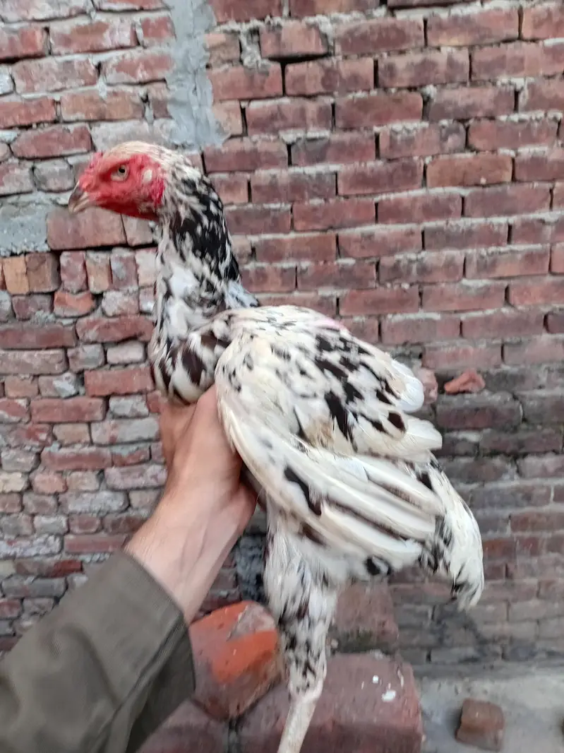 quality cheeni aseel murgi available 03350661457 — photo 6