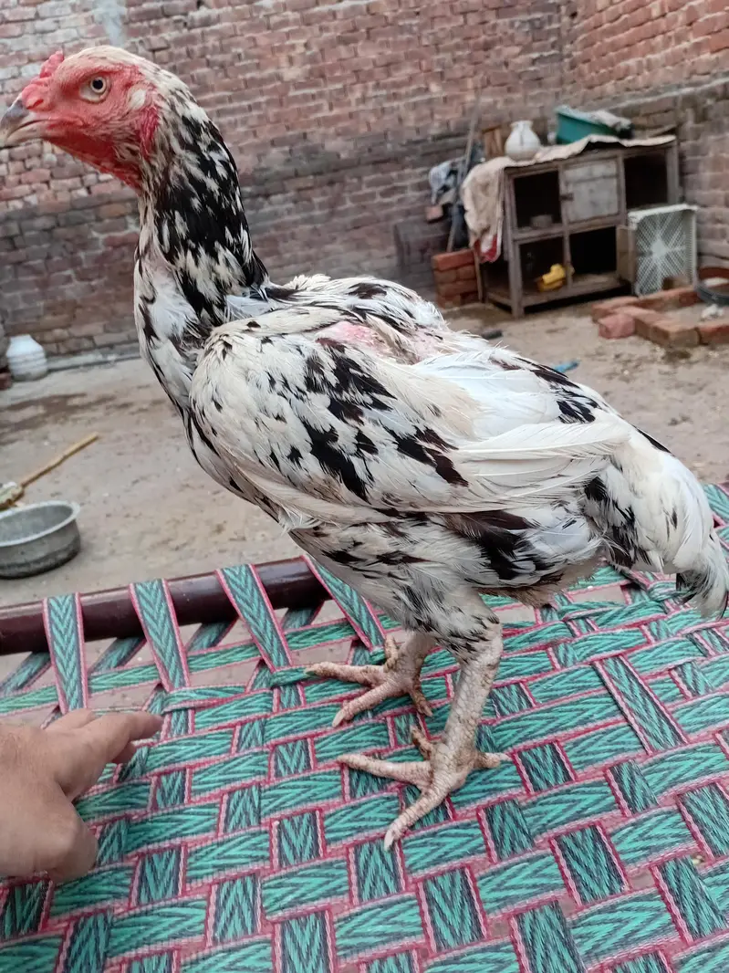 quality cheeni aseel murgi available 03350661457 — photo 7