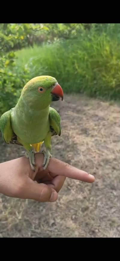 Rigneck Parrot