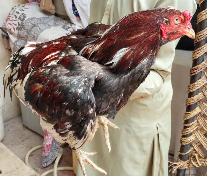 Aseel Reza Pair — photo 4