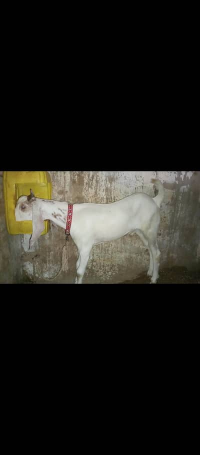 bakra for sale age 10month