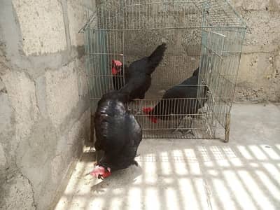 desi murgi (Australorp)