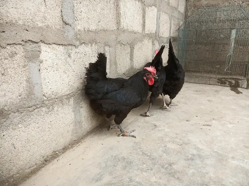 desi murgi (Australorp) — photo 2