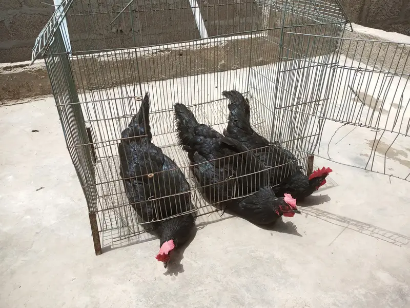 desi murgi (Australorp) — photo 3
