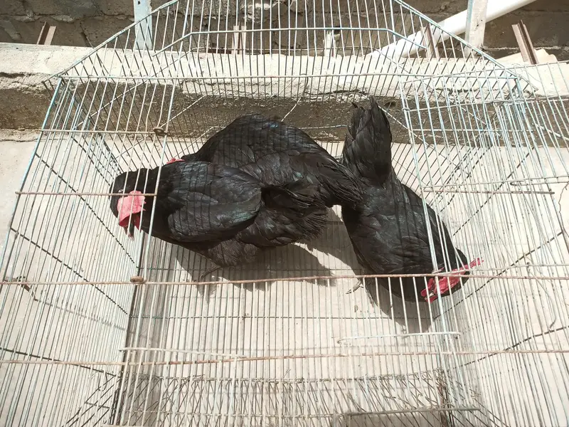 desi murgi (Australorp) — photo 4