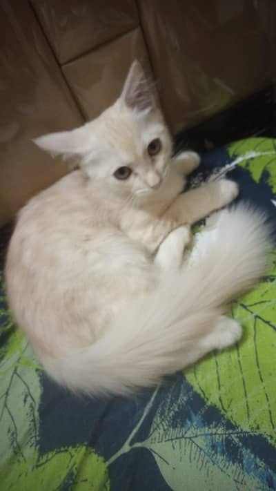 Persian Cat with  kittens With 2 kittens