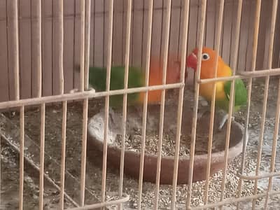 Green opline brider pair urgent sale