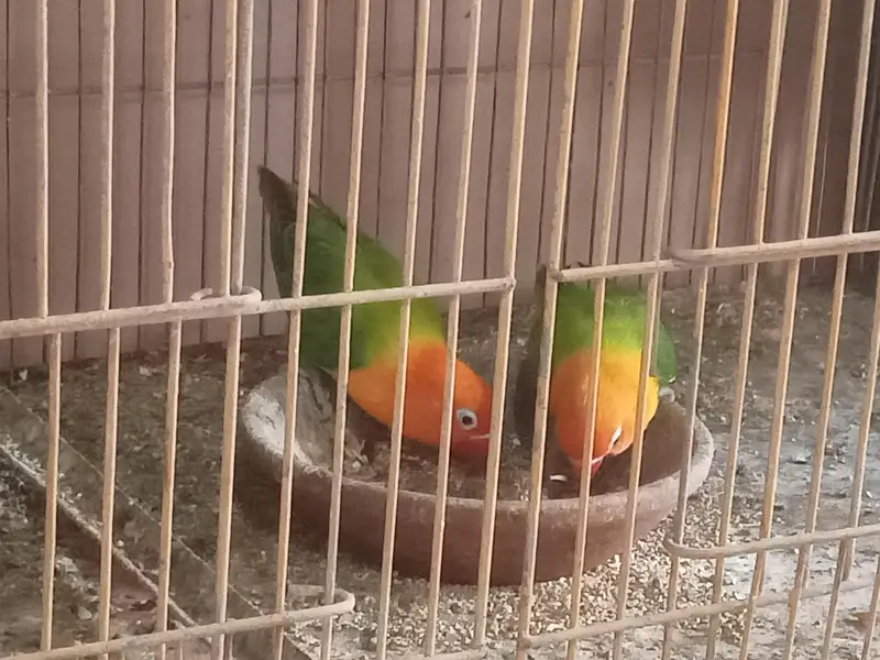 Green opline brider pair urgent sale — photo 2