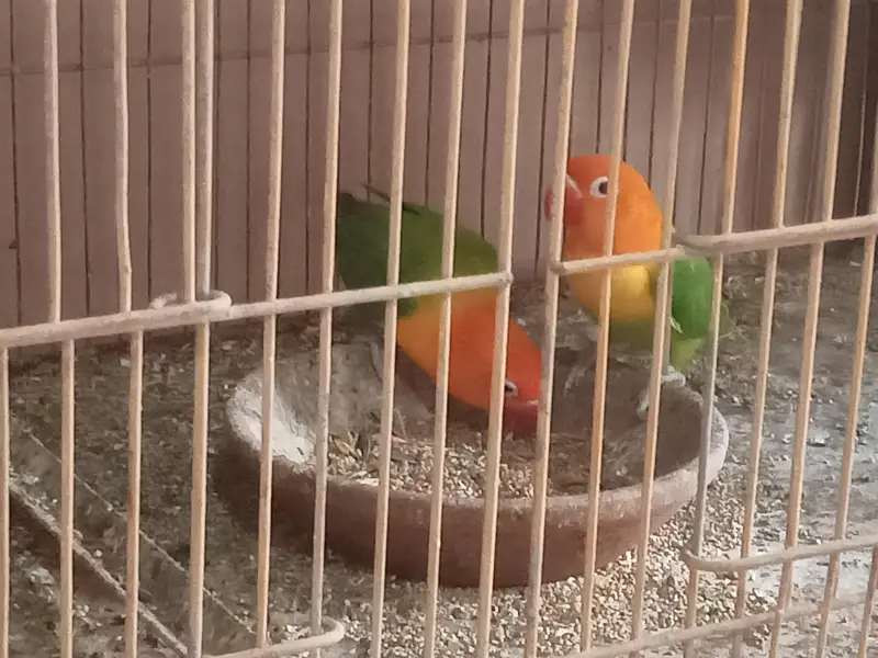Green opline brider pair urgent sale — photo 3