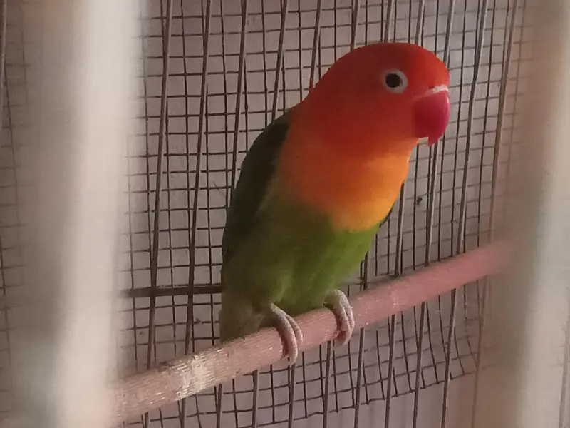 Green opline brider pair urgent sale — photo 4