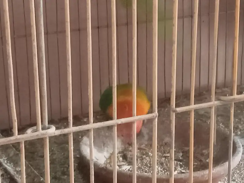 Green opline brider pair urgent sale — photo 5