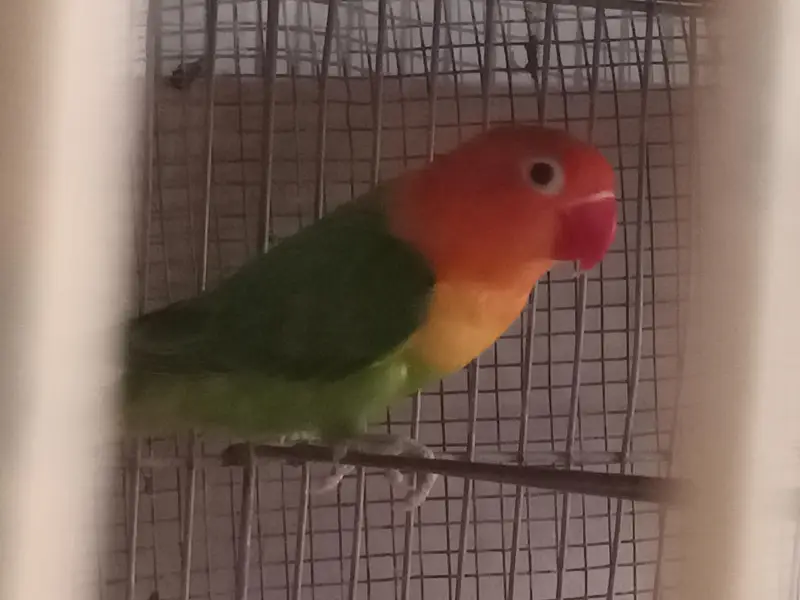 Green opline brider pair urgent sale — photo 6