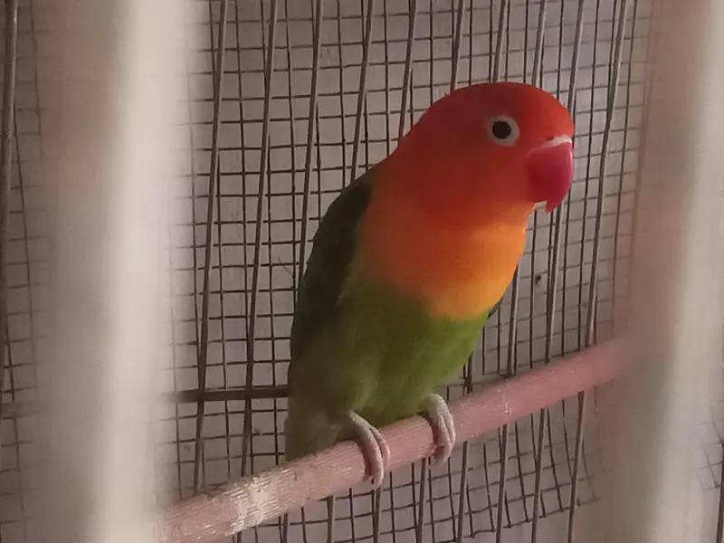 Green opline brider pair urgent sale — photo 7