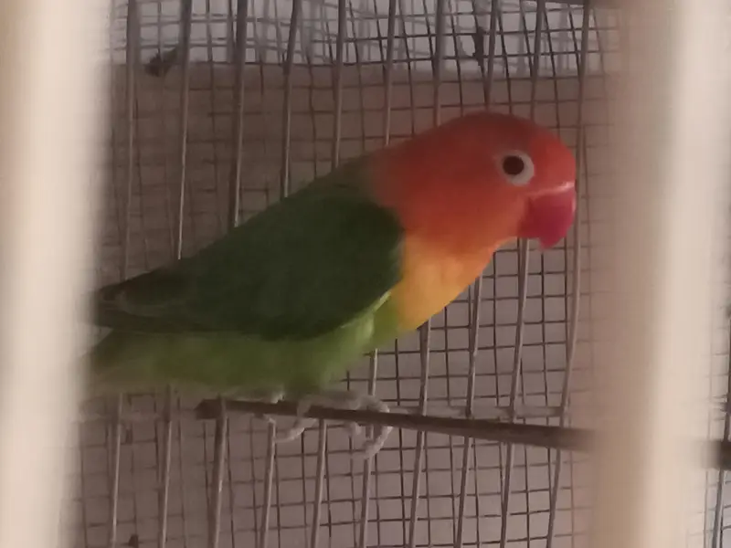 Green opline brider pair urgent sale — photo 8