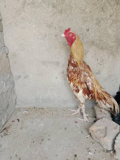 pair aseel murga