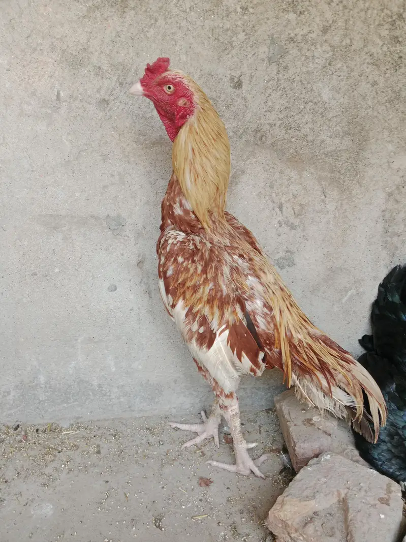 pair aseel murga — photo 2