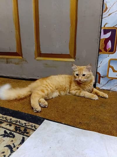 cute cat