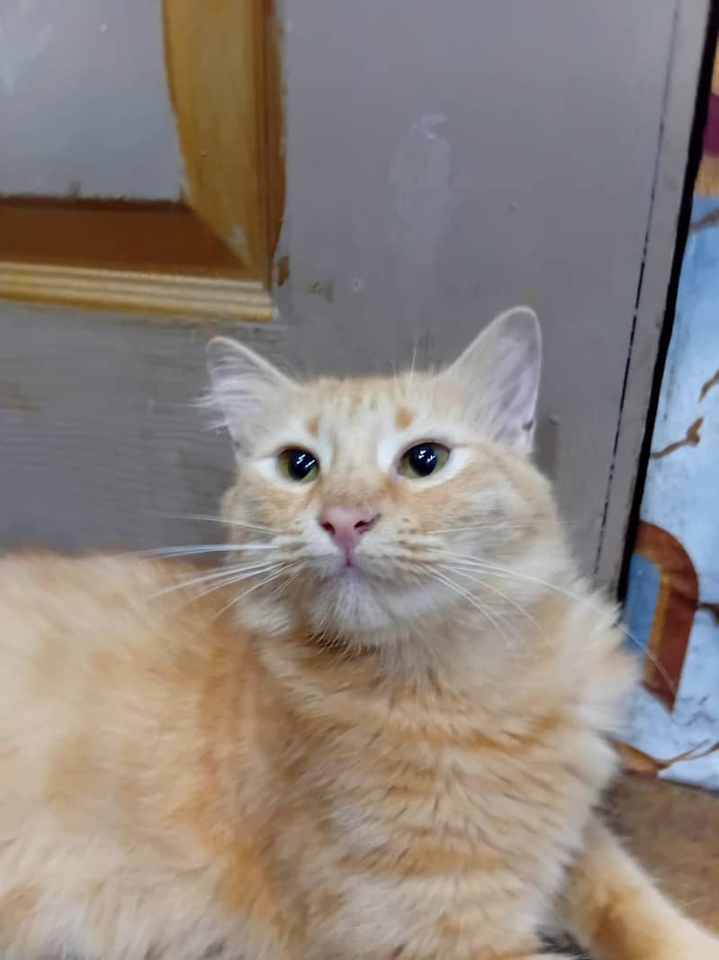 cute cat 1